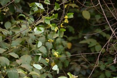 Dumasia villosa